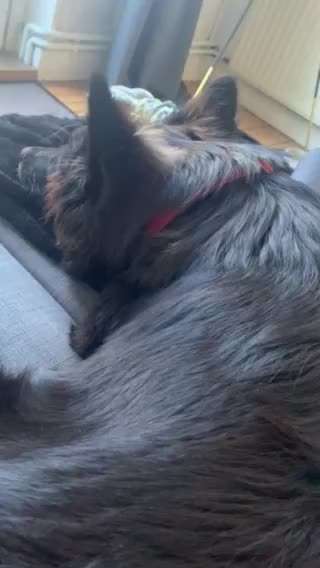 Junghund atmet Abends plötzlich schwerer als normal-Beitrag-Bild