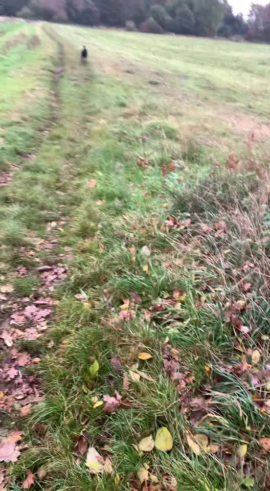 Hund zeigt draußen keine Aufmerksamkeit-Beitrag-Bild