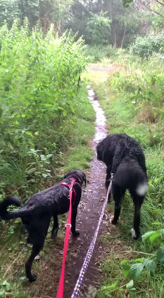 Die Dogorama Wochen Challenge "Spaziergang im Regen"-Beitrag-Bild