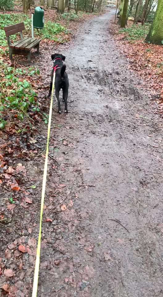 Cesar Milan - Pro und Contra-Beitrag-Bild