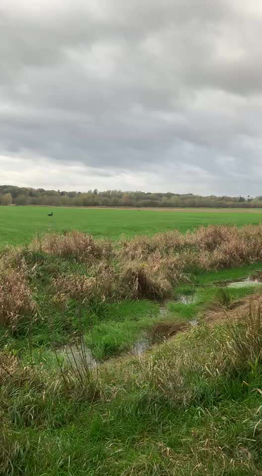 Wo beginnt Gewalt im Hundetraining?-Beitrag-Bild