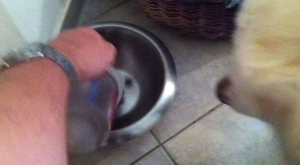 Zeigt hier Euer liebstes Video Eurer Hunde-Beitrag-Bild