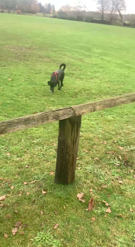 Challenge – Gassi & Clean-Beitrag-Bild