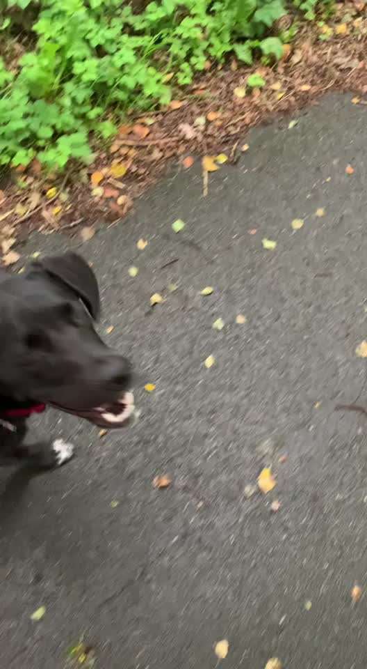 Hund zeigt draußen keine Aufmerksamkeit-Beitrag-Bild