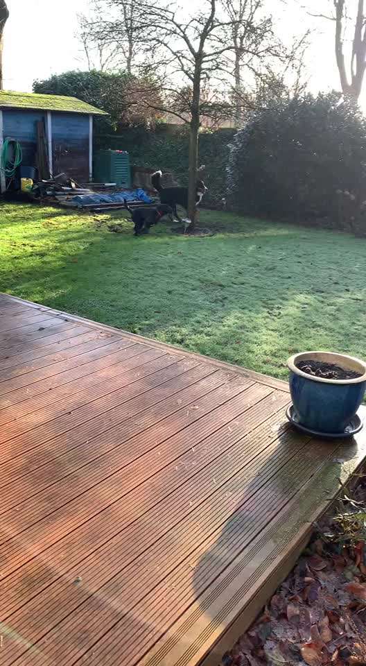 Jagen von Hunden!-Beitrag-Bild