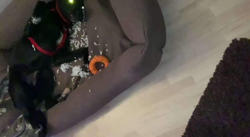 Diebische Elster...Essen klauen....wie damit umgehen?-Beitrag-Bild