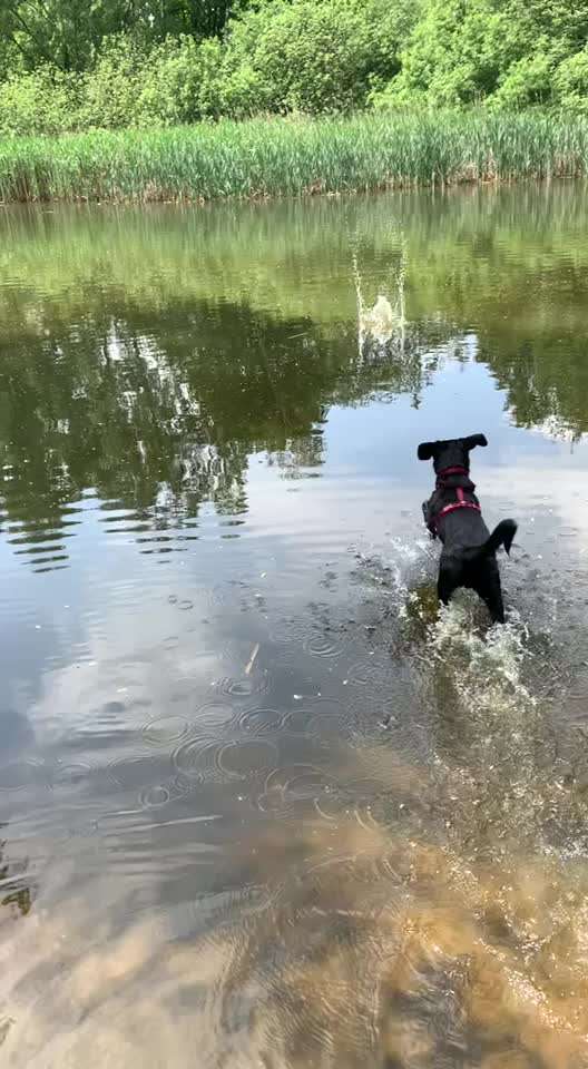 Appenzeller Sennenhunde-Beitrag-Bild