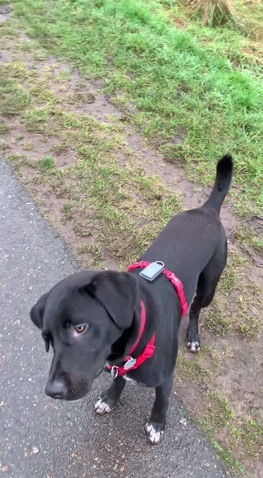 Wo beginnt Gewalt im Hundetraining?-Beitrag-Bild