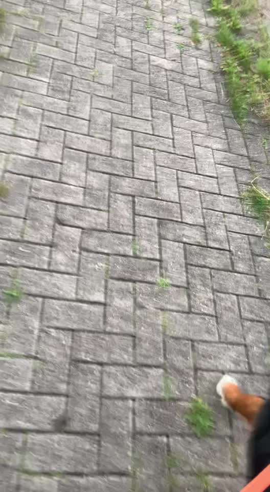 Hund zeigt draußen keine Aufmerksamkeit-Beitrag-Bild