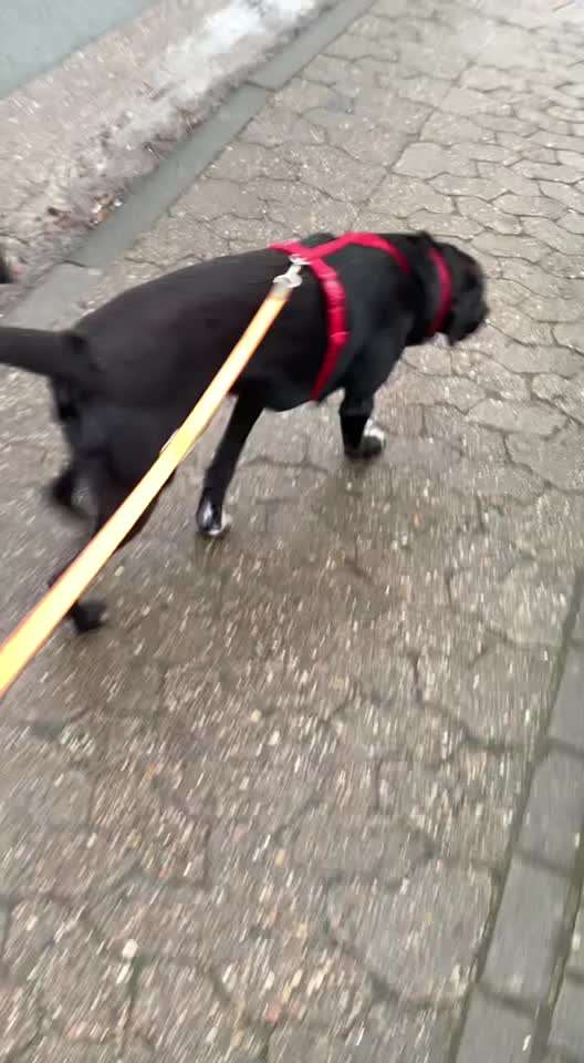 Cesar Milan - Pro und Contra-Beitrag-Bild