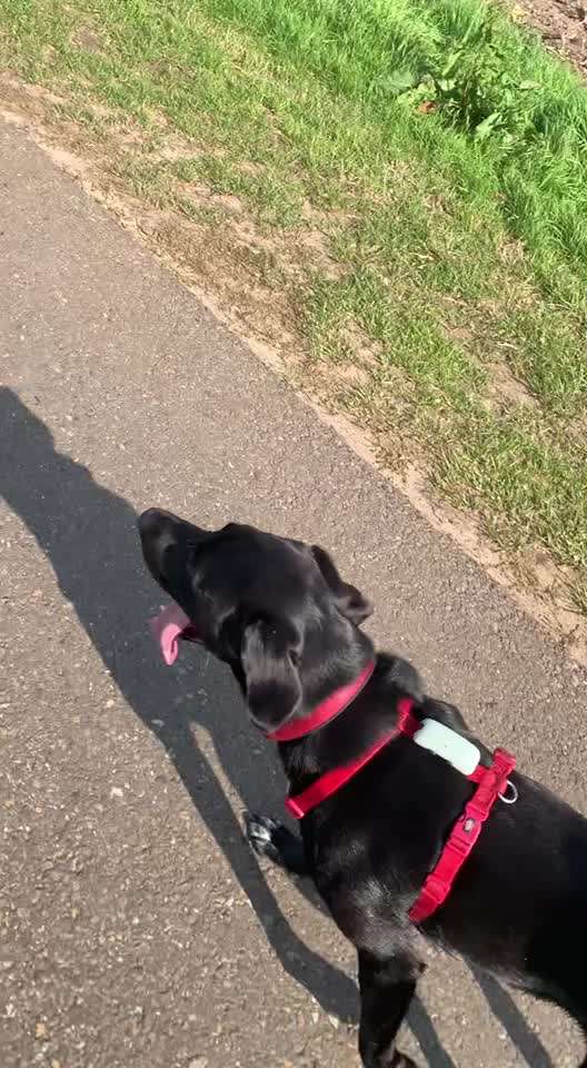 Radfahren mit Hund-Beitrag-Bild