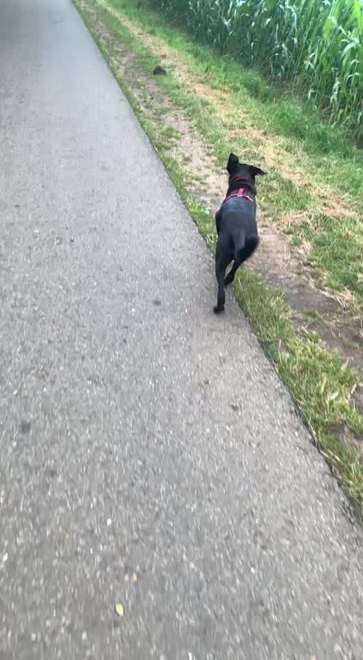 Wir müssen über tierschutzwidriges Hundezubehör reden!-Beitrag-Bild