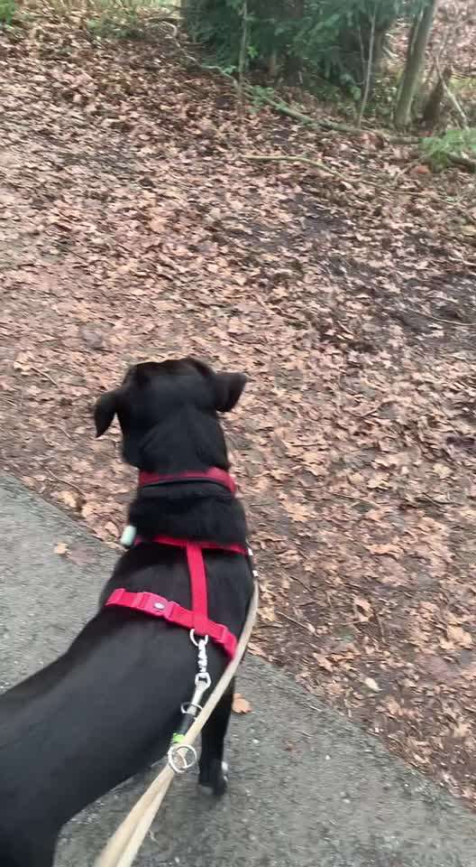 Hündin kastrieren oder nicht - eure Erfahrungen-Beitrag-Bild