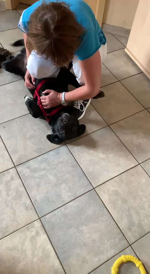 Zeigt hier Euer liebstes Video Eurer Hunde-Beitrag-Bild