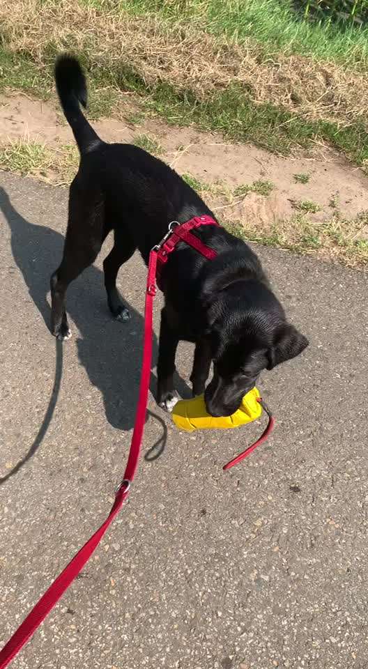 Hund tötet Mäuse-Beitrag-Bild