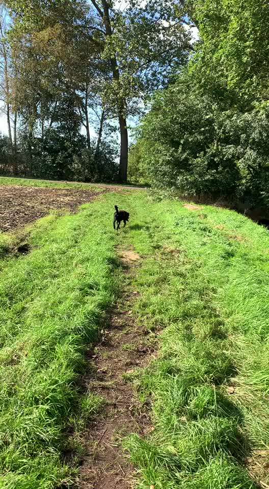 Hund zeigt draußen keine Aufmerksamkeit-Beitrag-Bild