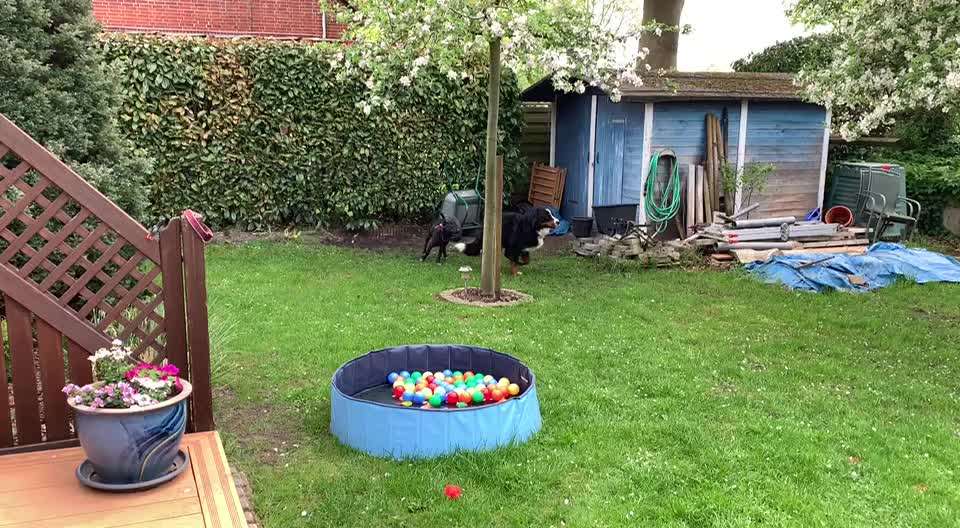 Jagen von Hunden!-Beitrag-Bild