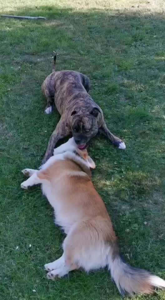 Spieltrieb ;)-Beitrag-Bild