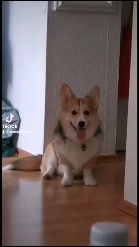 Hier ist der Spaßthread. Zum Schmunzeln und Kaputtlachen-Beitrag-Bild