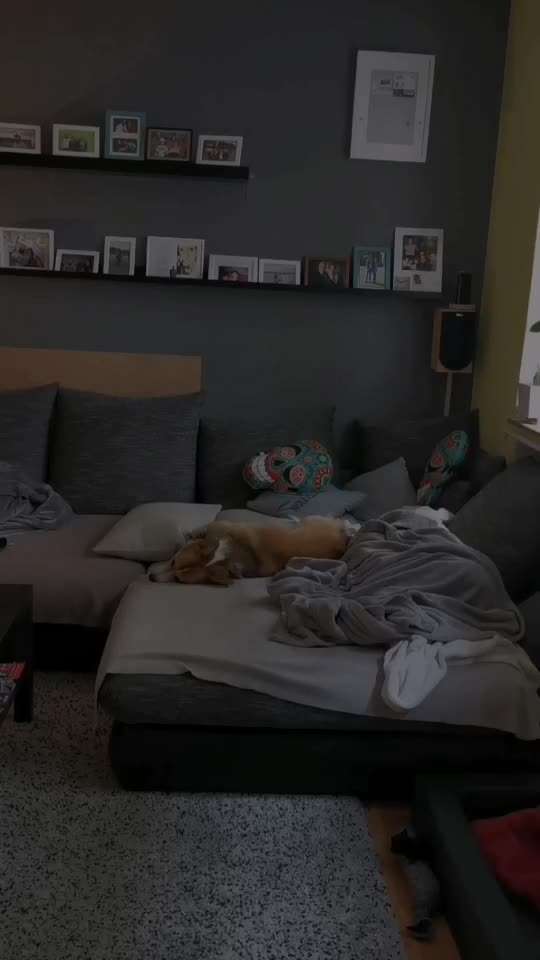 Zoomies-Beitrag-Bild