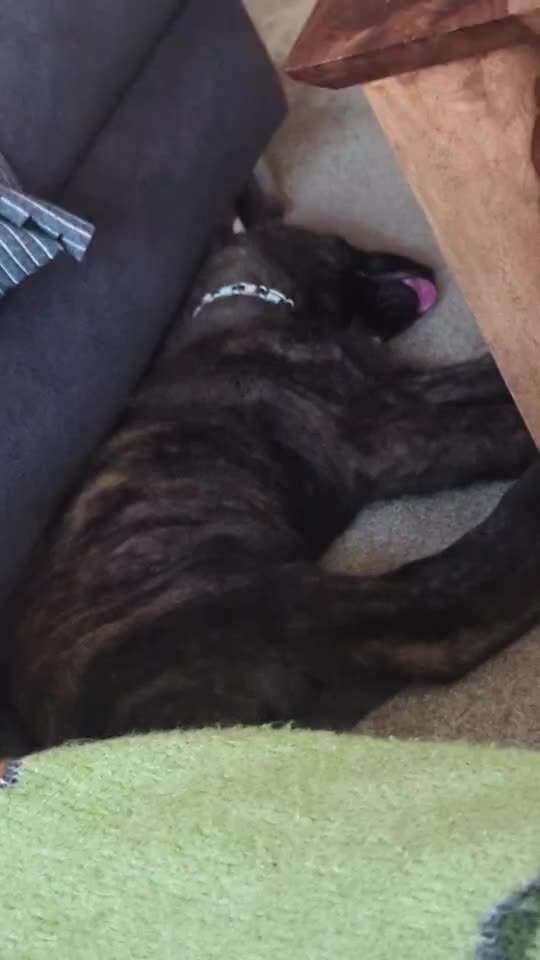 40. Handy Video Challenge - Im Land der Träume-Beitrag-Bild