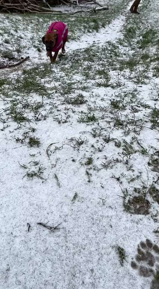 Rhodesian Ridgeback-Beitrag-Bild