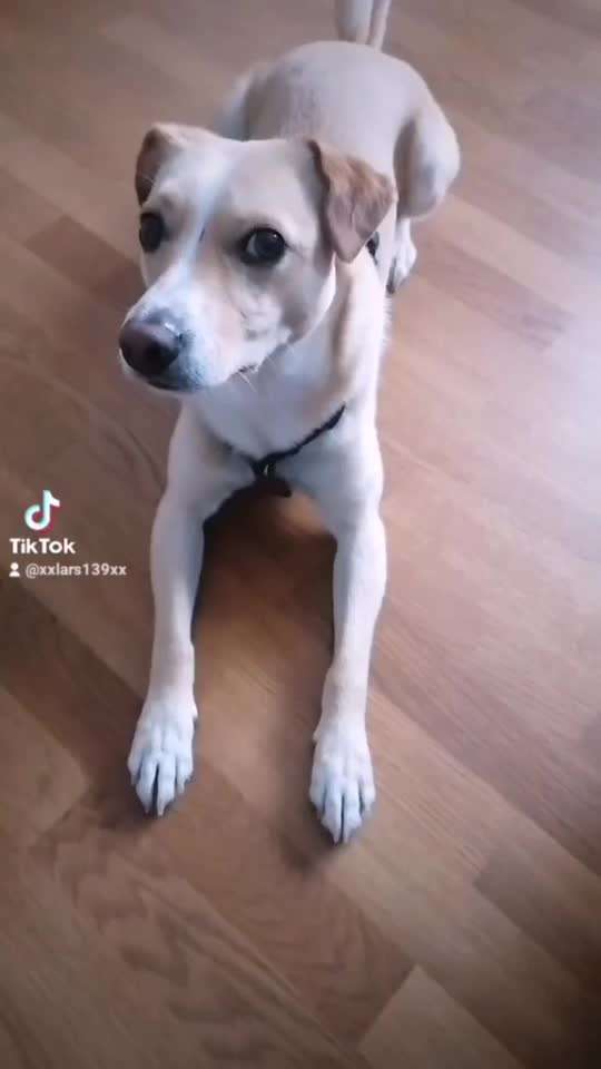 Hunde Memes-Beitrag-Bild