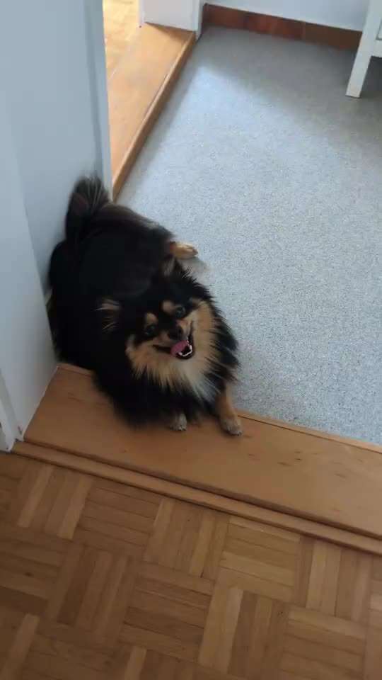 Zunge rollt nach oben(Video)-Beitrag-Bild