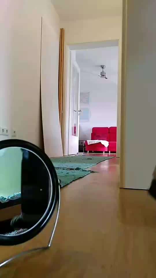 Impulskontrolle-Challenge Nr. 2: Vorbei laufen-Beitrag-Bild