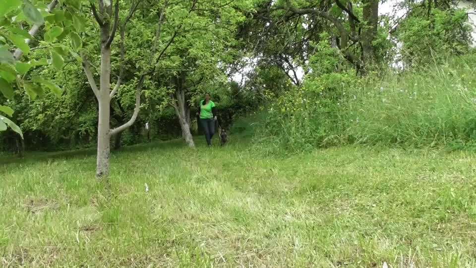 Tierschutzhunde suchen ein Zuhause-Beitrag-Bild