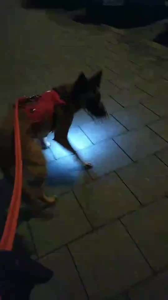 Impulskontrolle-Challenge Nr. 2: Vorbei laufen-Beitrag-Bild