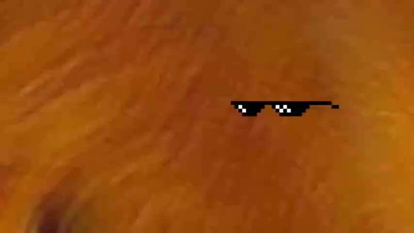 Hunde Memes-Beitrag-Bild