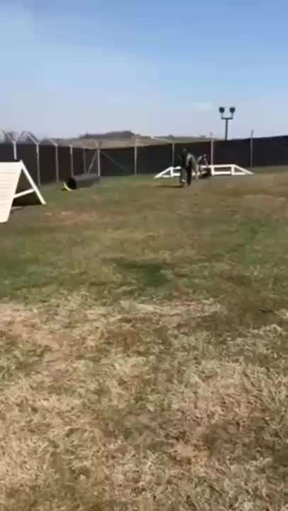 Hunde Memes-Beitrag-Bild