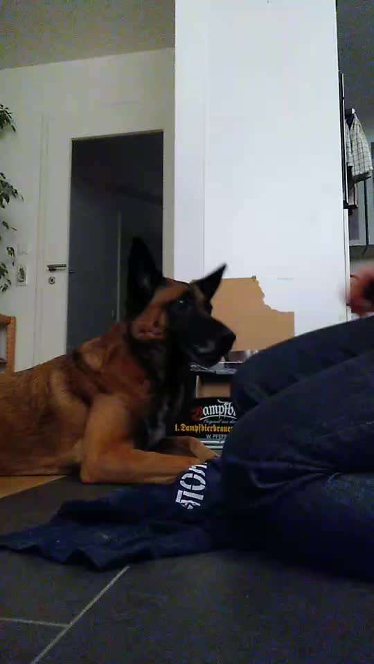 Impulskontrolle-Challenge Nr. 1: 10 Leckerli Spiel-Beitrag-Bild