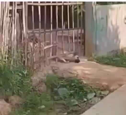 Hunde Memes-Beitrag-Bild