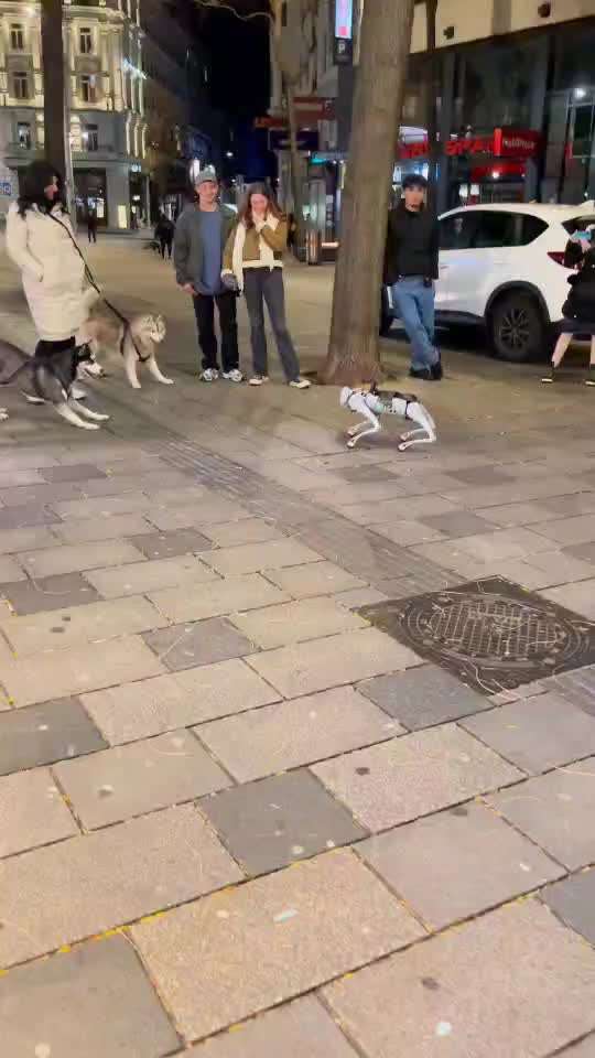 Hunde Memes-Beitrag-Bild