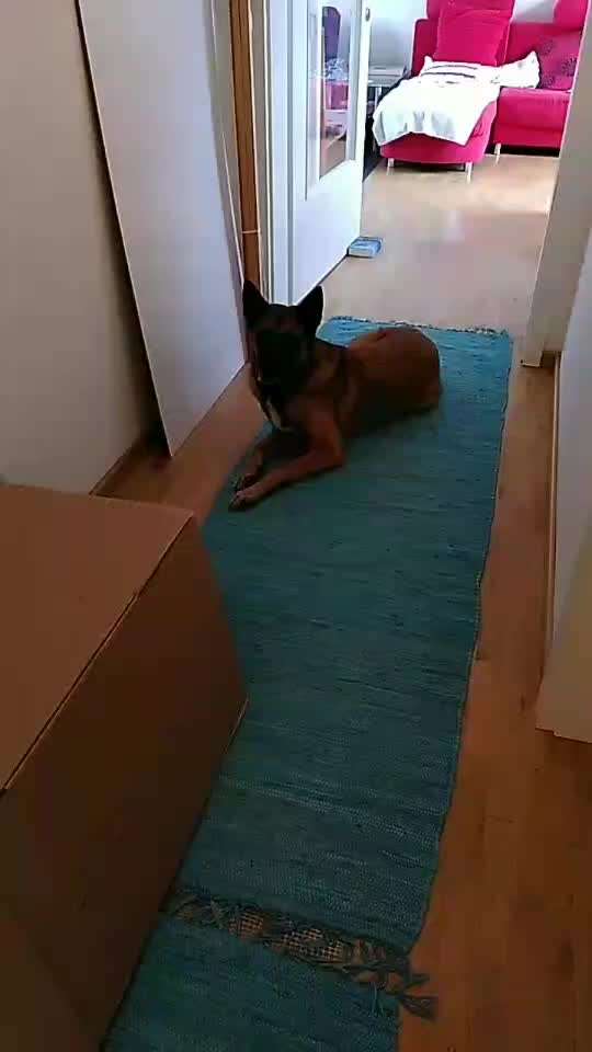 Alles rund um den Schäferhund, diskutieren erwünscht.-Beitrag-Bild