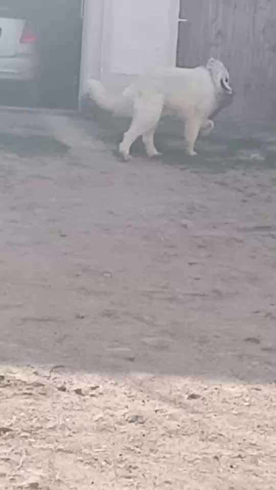 Herdenschutzhunde und Herdi-Mixe-Beitrag-Bild