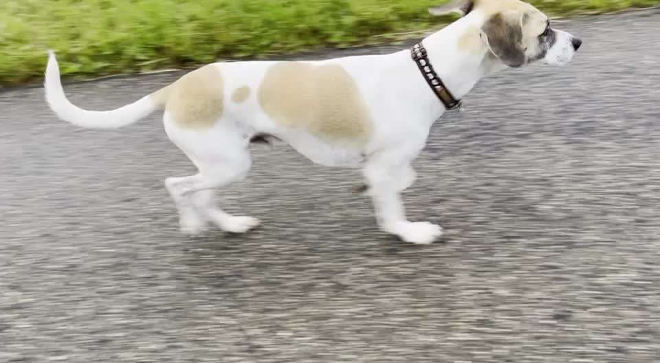 Vorder-/Hinterfuss: Durchtritt oder nicht?-Beitrag-Bild