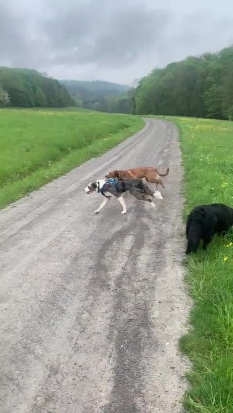 Spieltrieb ;)-Beitrag-Bild