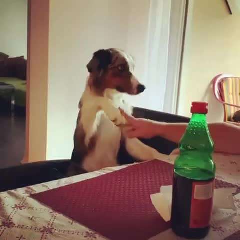 Zeigt hier Euer liebstes Video Eurer Hunde-Beitrag-Bild