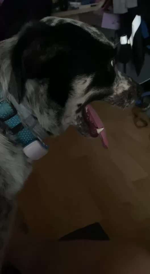 TierschutzhundeStammtisch🐕-Beitrag-Bild