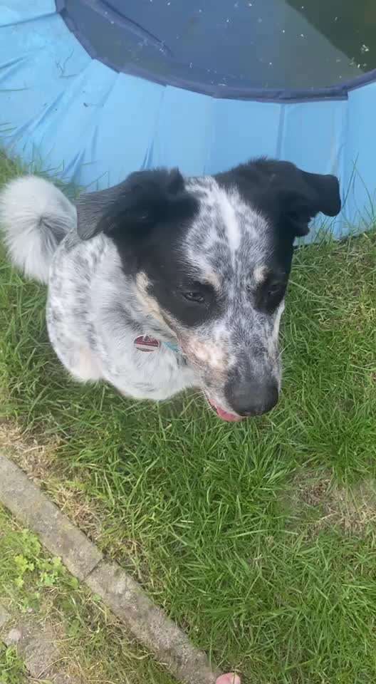 TierschutzhundeStammtisch🐕-Beitrag-Bild