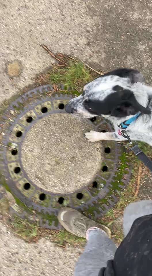 TierschutzhundeStammtisch🐕-Beitrag-Bild