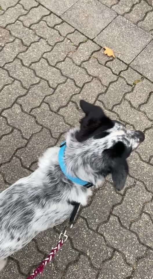 TierschutzhundeStammtisch🐕-Beitrag-Bild