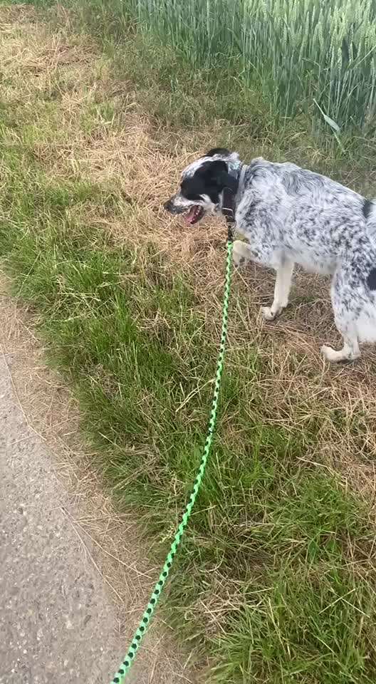 TierschutzhundeStammtisch🐕-Beitrag-Bild