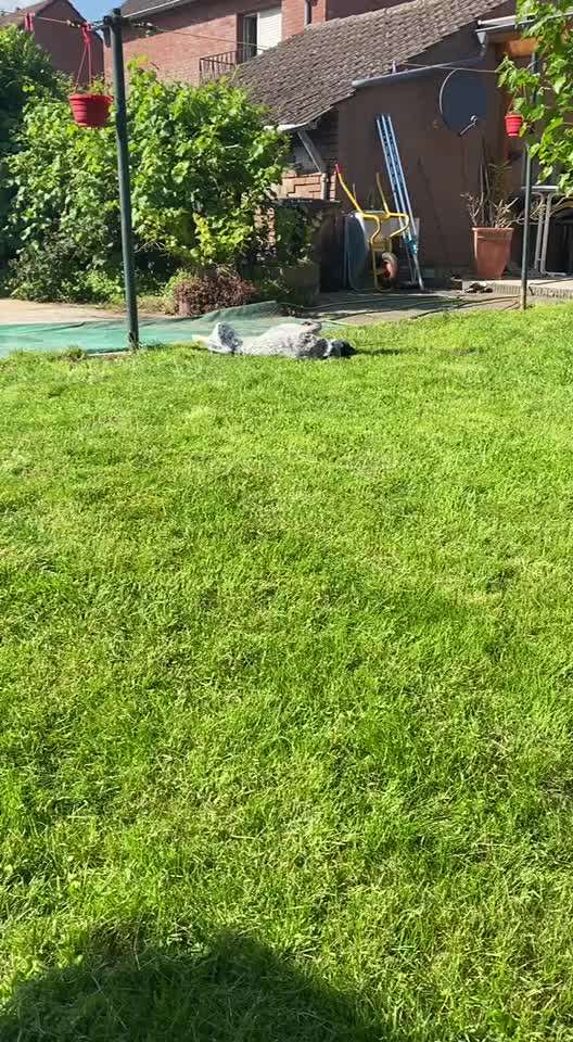 TierschutzhundeStammtisch🐕-Beitrag-Bild