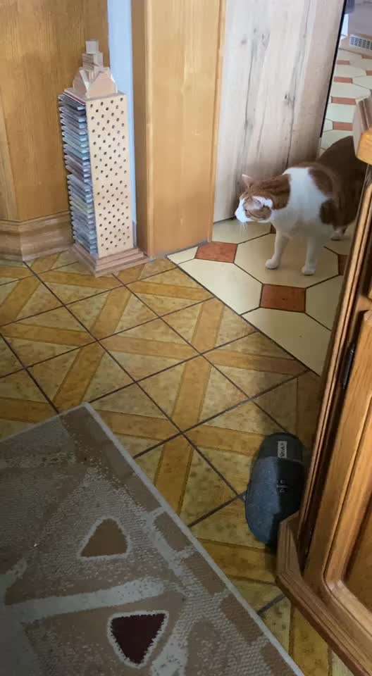 TierschutzhundeStammtisch🐕-Beitrag-Bild