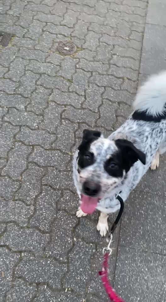 TierschutzhundeStammtisch🐕-Beitrag-Bild