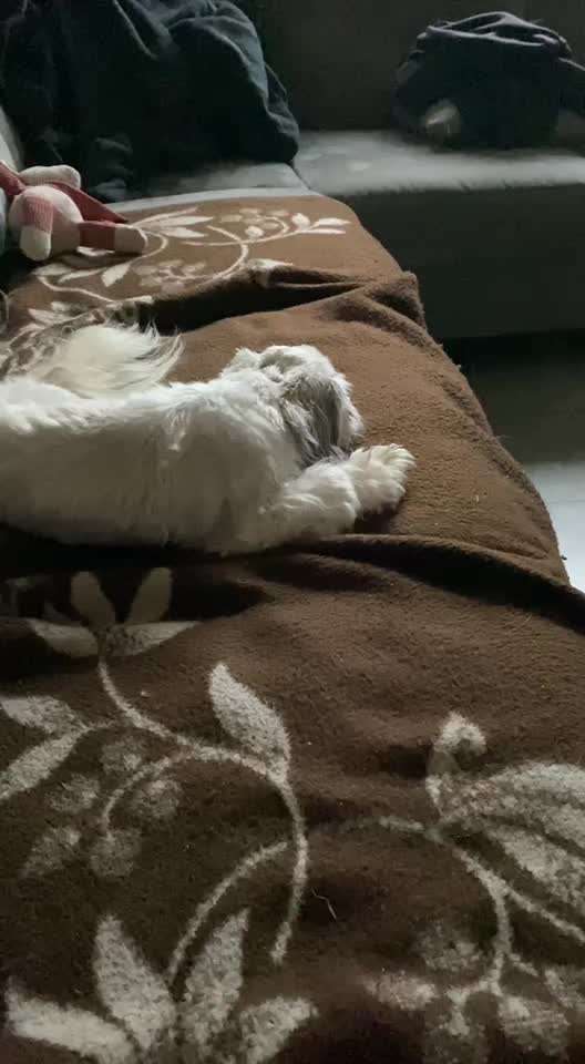 TierschutzhundeStammtisch🐕-Beitrag-Bild